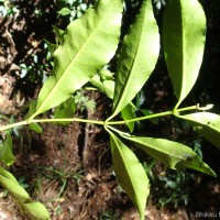 Excoecaria oppositifolia Griff.